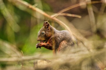  Squirrel in the forest eats a nut. Animal photo in the forest above Davos Switzerland. Close up of a rodent