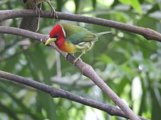 Red Headed Barbet Male 3