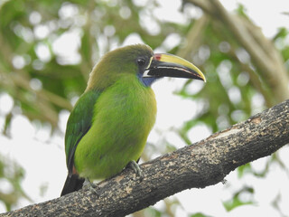 Emerald Toucanet