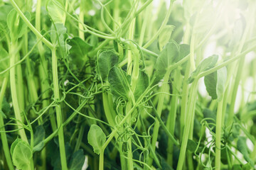 Close up sprouts of young green peas. Microgreens on a white background. The concept of growing plants with healthy food