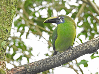 Emerald Toucanet 2