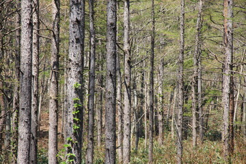 奥行きのある林の風景