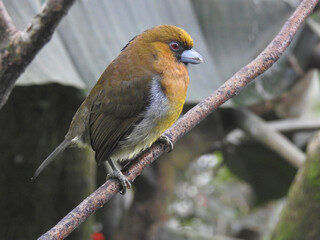 Prong Billet Barbe 1