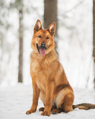 Naklejka premium dog in snow