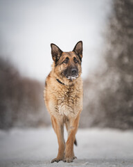 dog in snow