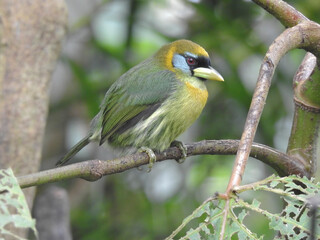 Red Headed Barbet Female 2
