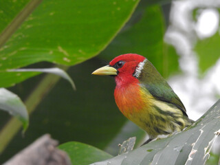 Red Headed Barbet Male 1
