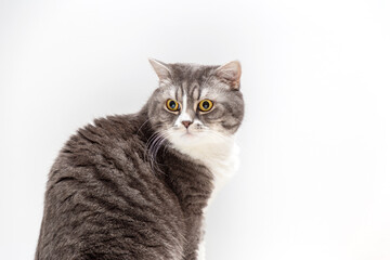 Portrait of beautifal British Shorthair cat on a white background and looking away. Selective focus.