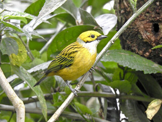 Silver Thoated Tanager