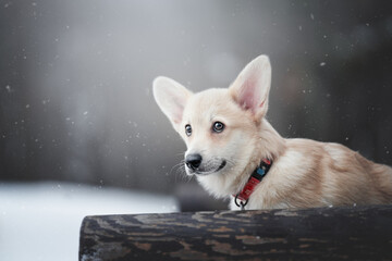 Obraz premium portrait of a dog