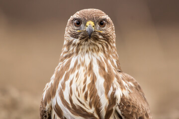 Common buzzard portrait (Buteo buteo) in the fields in natural habitat, buzzards feeding, hawk bird on the ground, predatory bird close up head