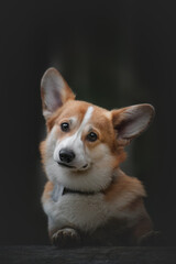 welsh corgi pembroke