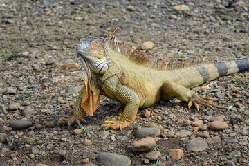 Iguana on Rocks
