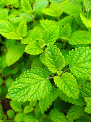 Fototapeta na wymiar Mint Leaves in the Garden. Green plant Background