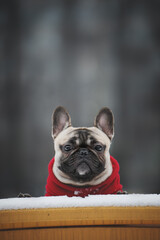 french bulldog puppy