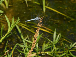 Dragonfly marsh skimmer resting on grass in flood meadow beside river. Aquatic insect life
