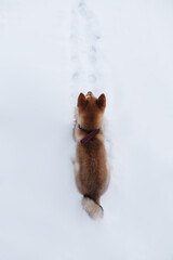 shiba inu on the beach