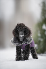 black dog in snow