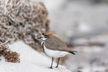 The Two-banded Plover (Charadrius falklandicus)