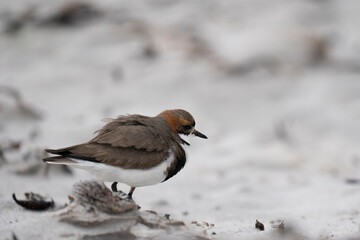 The Two-banded Plover (Charadrius falklandicus)