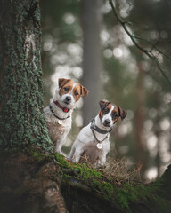 jack russell terrier