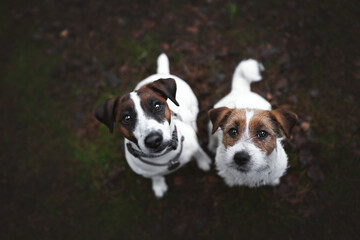 jack russell terrier
