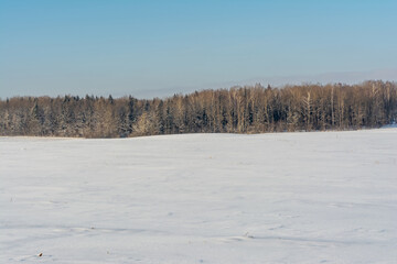 White snow-covered hilly field, on the horizon a group of dark trees against a background of snow and blue sky. Winter landscape background