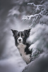 border collie dog
