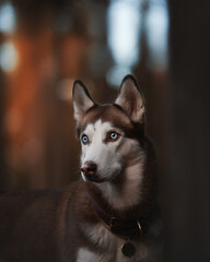 siberian husky dog