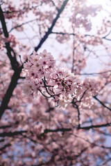 Beautiful pink sakura flowers blooming in spring at a park in Japan