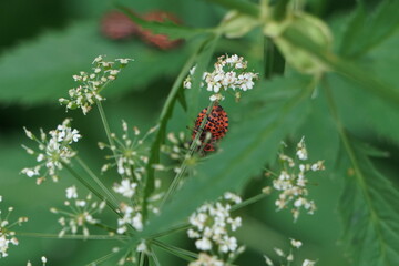 Brown bugs