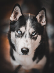 siberian husky puppy © Alberto GV PHOTOGRAP
