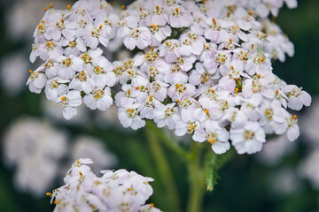 White yarrow flower on a blurred background close-up. Medicinal plants concept.