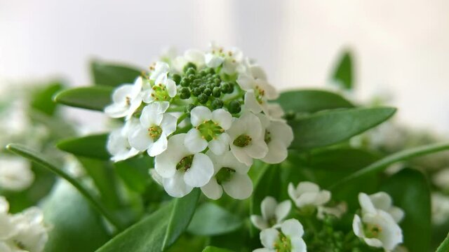 4K HD video zooming in on blooming and budding cluster of white Alyssum flowers. Beauty in nature. Macro close up.
