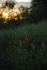 Summer sunny landscape at sunset of the day in nature
