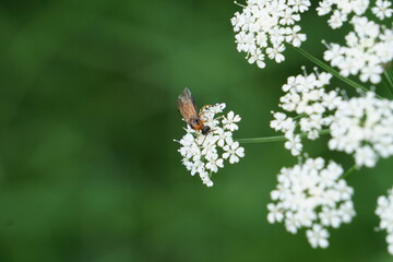 White flowers