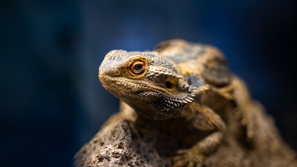 Close up shot of a small agama lizard in a terrarium on a blurry background