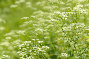 Anise flower field. Food and drinks ingredient. Fresh medicinal plant. Seasonal background. Blooming anise field background on summer sunny day.
