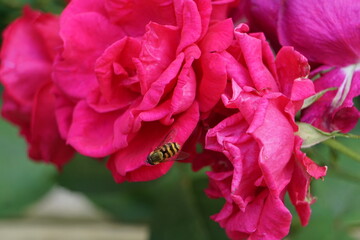 Bee on the rose