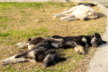 Cute homeless puppies sleeping on the ground and enjoying warm day laying under sun rays.