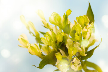Obraz premium Fresh green flowers, wedding, and holiday arrangements. Valentine`s Day and holiday background.