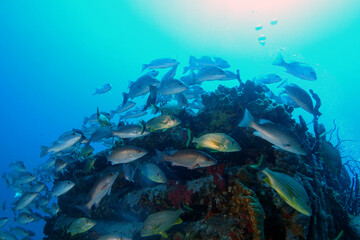 Diving at the Royal Mail Steamer Rhone sank 1867, Island Salt, British Virgin Island, Caribbean wreck dive, Fun diving with beautiful fishes