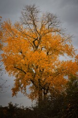 Gelber Laubbaum im Herbst