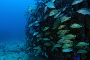 Diving at the Royal Mail Steamer Rhone sank 1867, Island Salt, British Virgin Island, Caribbean wreck dive, Fun diving with beautiful fishes