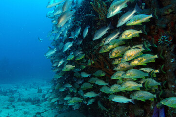 Diving at the Royal Mail Steamer Rhone sank 1867, Island Salt, British Virgin Island, Caribbean wreck dive, Fun diving with beautiful fishes