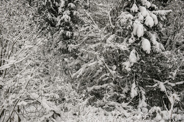 Snow-covered forest