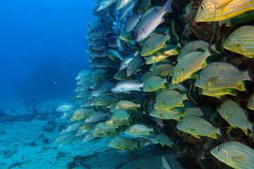 Diving at the Royal Mail Steamer Rhone sank 1867, Island Salt, British Virgin Island, Caribbean wreck dive, Fun diving with beautiful fishes