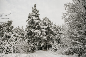 Ski trail among snow-covered fir trees