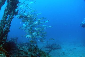 Fototapeta na wymiar Diving at the Royal Mail Steamer Rhone sank 1867, Island Salt, British Virgin Island, Caribbean wreck dive, Fun diving with beautiful fishes