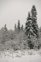 Snow-covered forest